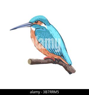 Kingfisher sitting on a branch isolated on white background. Colorful cute bird. Vector illustration Stock Vector