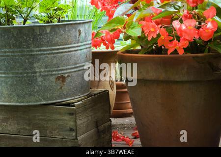 Close-up of red Begonia 'Dragon Wing' in terracotta flower pot in backyard garden in summer. Stock Photo