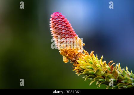 Pink Cones. Young Seed Structures on a Coniferous Branch Stock Photo