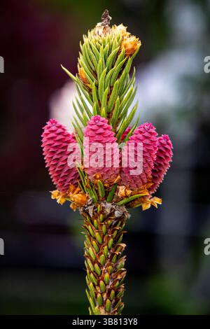 Pink Cones. Young Seed Structures on a Coniferous Branch Stock Photo