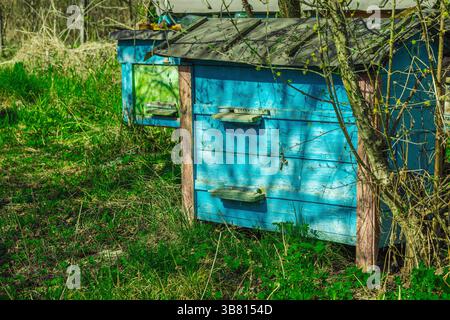 Abandoned traditional beehives near rural home. A symbolic image of global bee population decline and ecological imbalance, highlighting the urgency o Stock Photo