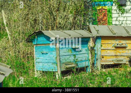 Abandoned traditional beehives near rural home. A symbolic image of global bee population decline and ecological imbalance, highlighting the urgency o Stock Photo