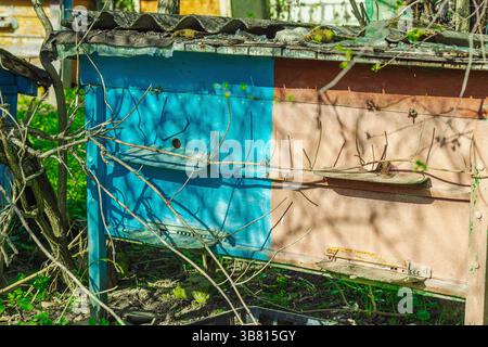 Abandoned traditional beehives near rural home. A symbolic image of global bee population decline and ecological imbalance, highlighting the urgency o Stock Photo