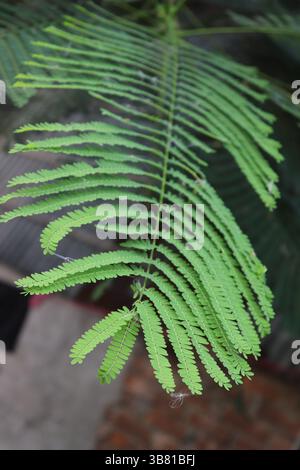 Lush botanical image features a vibrant, symmetrical arrangement of green fern leaves. The blurred background enhances the depth and focus on the leaf Stock Photo