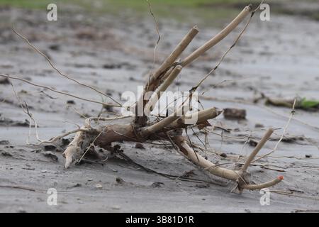Close-up shows a root with attached sticks laying on a beach with low tide. The sand is grey and damp. One stick has a small red colored spot on it. Stock Photo