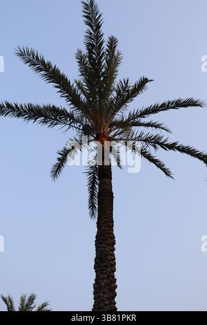 Tall date palm stretches skyward, showcasing its textured trunk and vibrant green fronds, set against the pale blue backdrop, suggesting warmth and ex Stock Photo