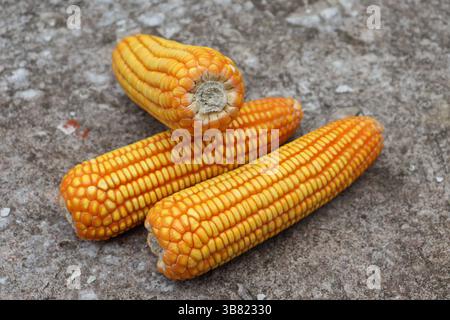 Featuring three ears of ripe yellow corn cobs arranged closely on a textured grey surface, showcasing their vibrant color and pattern details in this Stock Photo