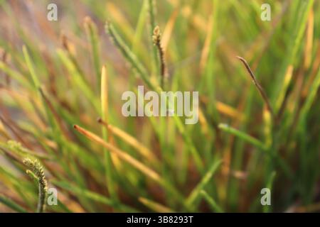 A soft focus captures the beauty of nature with slender green and brown grass. The image shows detailed textures and a gentle golden light highlightin Stock Photo