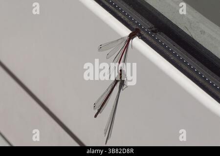 Two Large red damselflies (Pyrrhosoma nymphula), family Coenagrionidae. Male, female on a white window frame in front of the window. Spring, May Stock Photo