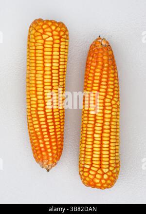 Featured are two vibrant ears of dried yellow corn, closely placed on a crisp, textured white background. The detailed kernels create a rustic aesthet Stock Photo