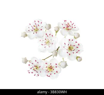 White flowers of Hawthorn (May-tree) isolated on white background. Close-up. Stock Photo