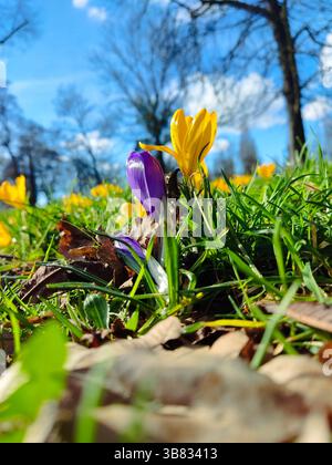 Bright yellow and purple crocuses blooming in a grassy field Stock Photo