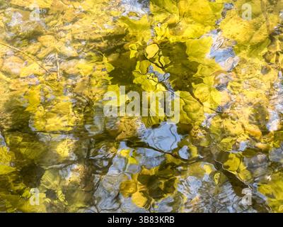 Abstract patterns made by sunlit leaves being reflected in the stream below them  (UK) Stock Photo
