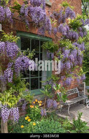 A magnificent old purple wisteria (Wisteria sinensis, Chinese wisteria) in full bloom in springtime, grown against the wall of an old farmhouse (UK) Stock Photo