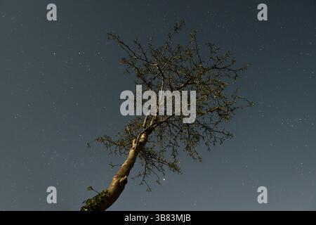 A tree seen against a clear night sky full of stars, photographed by the light of a full moon (Presteigne, UK) Stock Photo