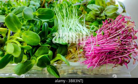 Close-up of mixed microgreens including sunflower, basil, daikon radish, and pink radish sprouts arranged in rows inside a clear container, ready for Stock Photo