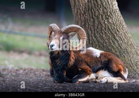 large mouflon ram resting on the ground near a large old tree (Ovis gmelini) Stock Photo