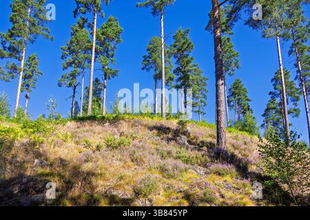 Pine trees against a blue sky on a hill with flowering heather on the ground Stock Photo