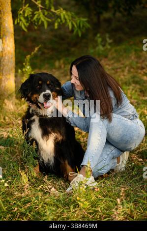Owner strokes, scratches Bernese Mountain Dog, love and tenderness, expressing care, affection. Woman sits down to dog on green grass in summer, prais Stock Photo