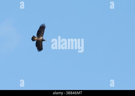 Golden Eagle in flight high up on blue sky Stock Photo