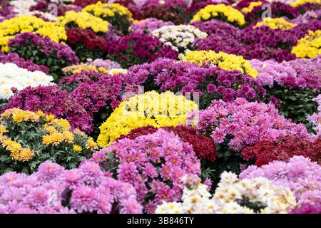 Background of blooming chrysanthemums of different colors Stock Photo