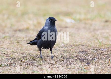 Gray Western jackdaw standing on the ground Stock Photo