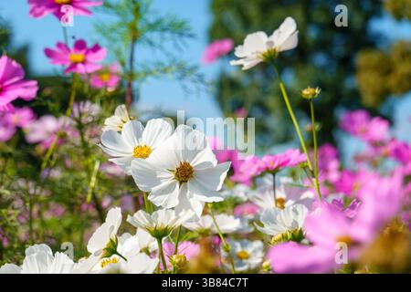 White and Pink Cosmos Flowers Blooming Under Clear Autumn Sky Stock Photo