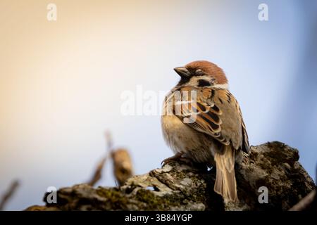 A close-up of an Eurasian tree sparrow (Passer montanus) perched on a branch, showcasing its chestnut-brown head, white cheek patch, and black throat Stock Photo