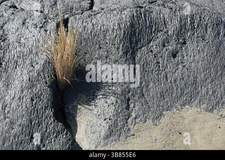 background erosion basalt of Simeto riverbed with bunch of dry grass, Sicily, Italy (2) Stock Photo