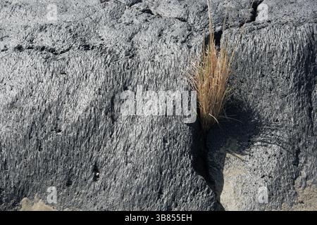 background erosion basalt of Simeto riverbed with bunch of dry grass, Sicily, Italy Stock Photo