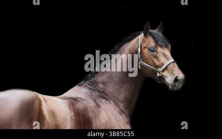 Portrait of bay sportive horse at black background Stock Photo