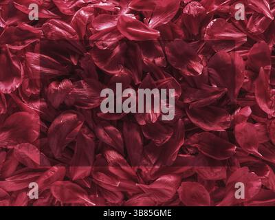 Background of red peony petals. Bright saturated red purple peony pattern background. Burgundy floral texture can use as wallpaper, card design Stock Photo