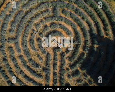 Bride and groom are holding hands, standing on a lavender maze field. Croatia. View from above. Stock Photo