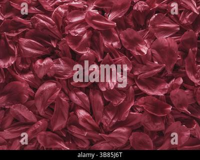 Background of red peony petals. Bright saturated red purple peony pattern background. Burgundy floral texture can use as wallpaper, card design Stock Photo