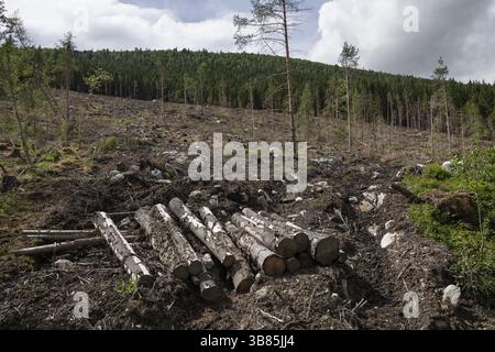 Felled and sawn logs on a large clear-cut area in the forest, clear-cutting, forestry, Gudbrandsdalen, Norway, Europe Stock Photo