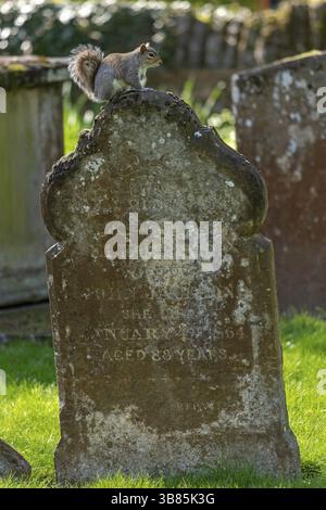 Grey squirrel (Sciurus carolinensis) sitting on an old gravestone, Trinity Church Cemetery, Stratford-upon-Avon, Warwickshire, England, Great Britain Stock Photo