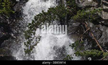 Waterfall flowing over rocks, conifer tree bending over the flowing water, Rostaa stream, Gudbrandsdalen, Norway, Europe Stock Photo