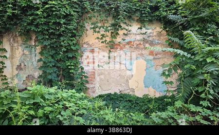 Creeping vegetation hanging on a grunge wall of an old building. Green plants foliage overgrown on weathered construction Stock Photo