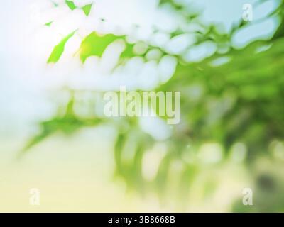 Tropical summer background. Abstract bokeh light with blurred green palm leaves. Copy space for text or design Stock Photo