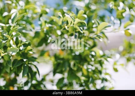 Green kumquat fruit or fortunella on a tree. Stock Photo