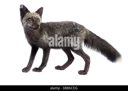 Black fox isolated on white background Stock Photo