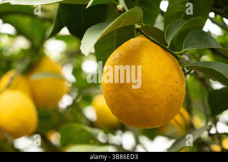 Fresh Yellow Lemons Ripening on Meyer Lemon Tree. Stock Photo