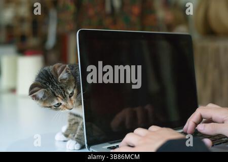 Small cat watching a person working on a laptop, exploring technology and home office life Stock Photo