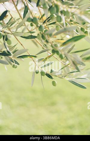A close-up of green olive fruit on a tree branch among the foliage, against a green background. Stock Photo