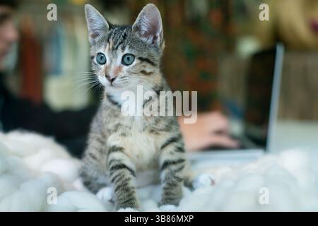 Adorable tabby kitten with blue eyes resting on a soft blanket in the foreground, while a blurred person works on a laptop in the background Stock Photo
