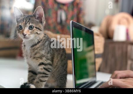 Kitten sitting next to a laptop with green screen while a person is typing on the keyboard Stock Photo