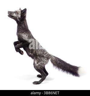 Black fox isolated on white background Stock Photo