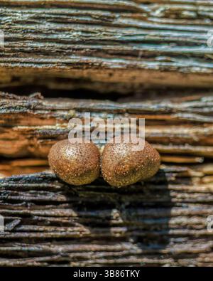 Extreme macro photography of tiny brown mushrooms growing on a rotten log, in a forest in the eastern Andean mountains of central Colombia. Stock Photo