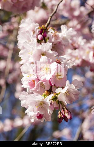 Cherry blossom trees in full bloom in springtime Stock Photo