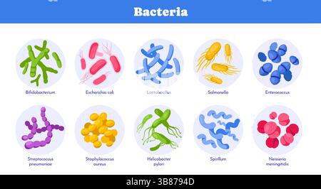 Set of different types of bacteria. Medical infographic or diagram with pathogenic and beneficial microorganisms or microbes. Human body microbiome Stock Vector